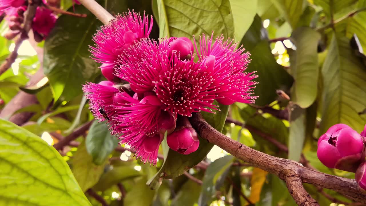 Pink colored Rose apple flowers floating in the breeze while honey bees collect honey