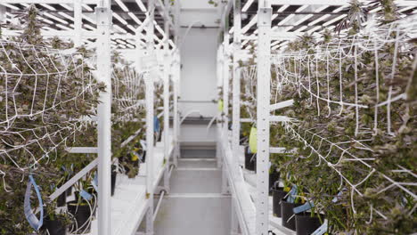 tracking shot along modern cannabis indoor production greenhouse, california