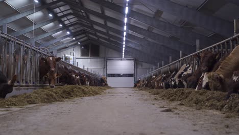 Feeding-Norwegian-Red-Oxen-And-Cows-On-The-Floor-Of-Barn