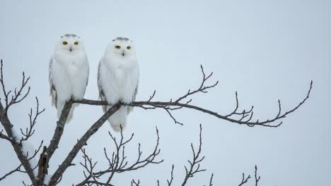 a pair of majestic snowy owls perched gracefully on a bare branch against a soft, snowy background, capturing the essence of winter serenity and natural beauty