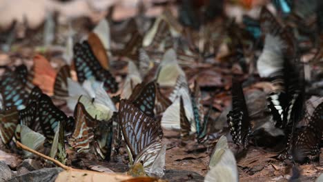 a swarm of lovely colourful butterflies feed on minerals on the forest ground while others fly around enjoying the morning sun, kaeng krachan national park, thailand