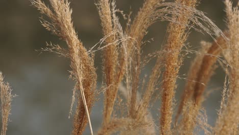 golden fountain grass swaying as the wind blows against bokeh pond at springtime