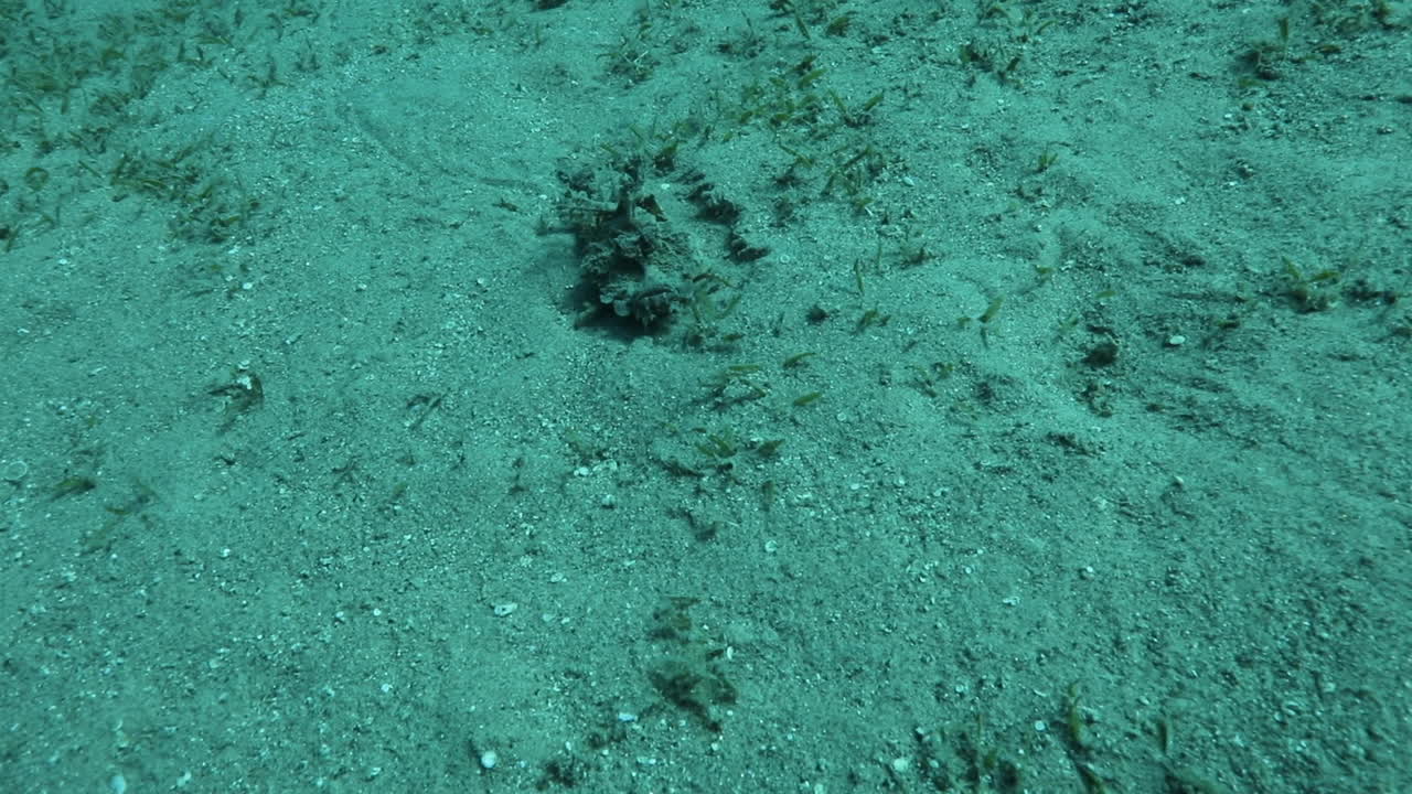 문 워커로 알려진 이집트 홍해의 전갈 돌 물고기