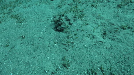 pez piedra escorpión en el mar rojo de egipto, conocido como caminante lunar