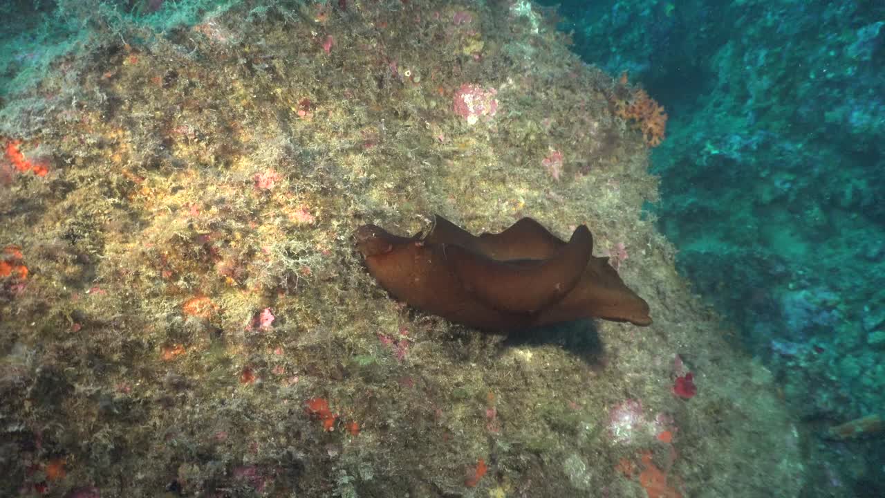 liebre de mar de cerca en el arrecife en el mar mediterráneo