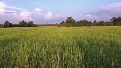 Lapso-De-Tiempo-De-Un-Campo-De-Arroz-Con-Cielo-Azul-Y-Nublado