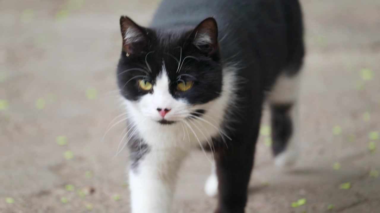 Gatto bianco e nero che avanza su un sentiero, con uno sguardo concentrato e attento.