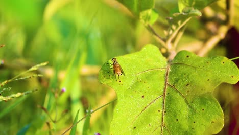 european hoverfly cleaning body on leaf, medium sunny nature shot