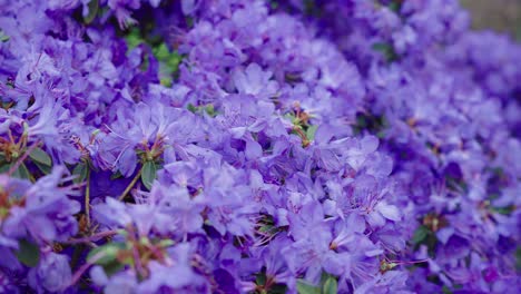 una foto de cerca de una especie única de impresionantes flores azules de olba