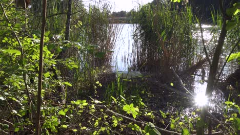 wide shot showing white swan hatchery next to lake in wonderful nature
