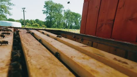 beekeeper pulls a wooden frame with combs out of the hive