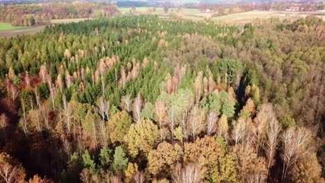 overhead top view of colorful trees in autumn