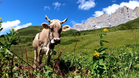 schweizer kuh auf der alp