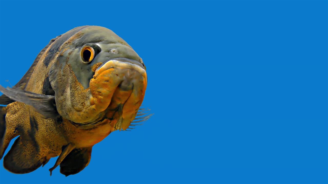 pez tropical del amazón - tigre oscar, fondo azul, pantalla azul