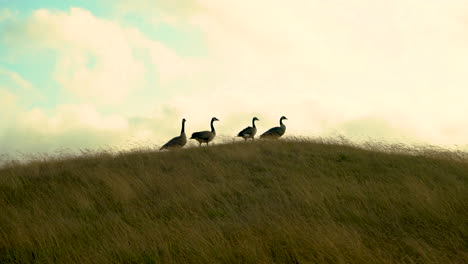 four canada geese on a grassy hill, lining up in a row, getting ready to fly away, beautiful sunset clouds scene