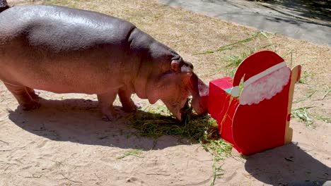 hippo enjoys meal from a red container