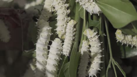 close up silkworm eating mulberry green leaf sericulture and silk thread