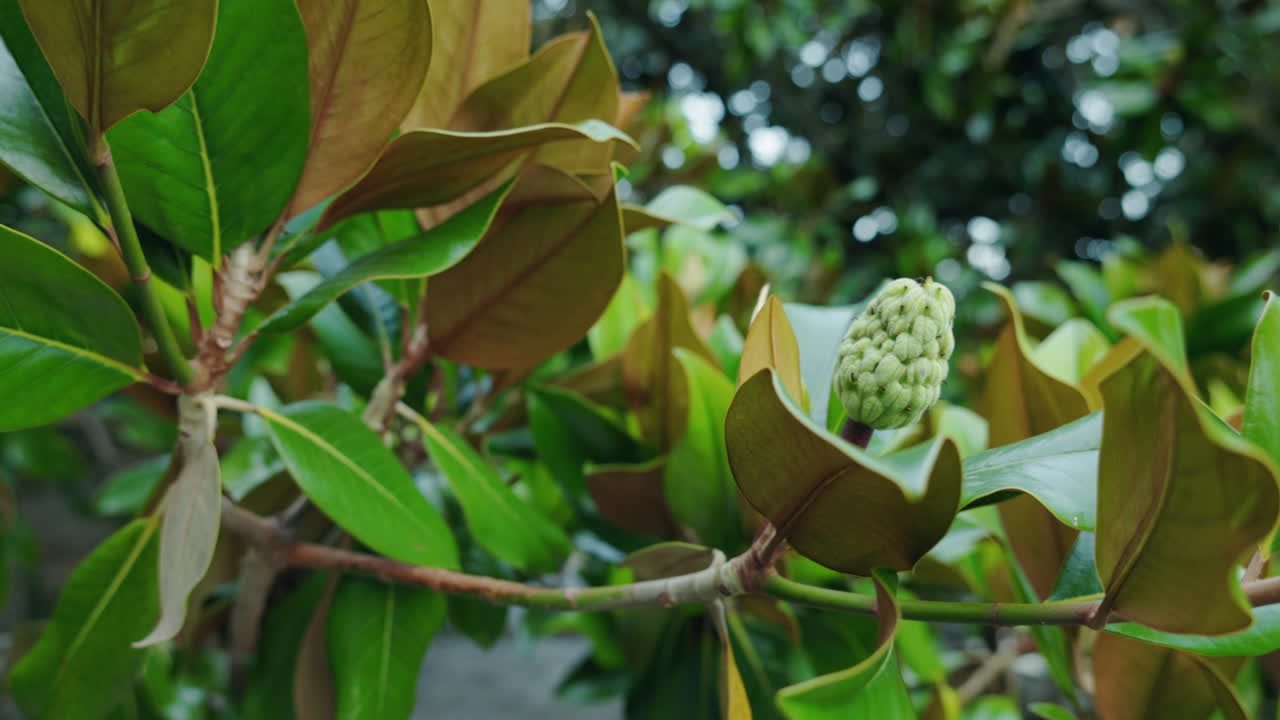 Close-up of a magnolia tree branch with fruit