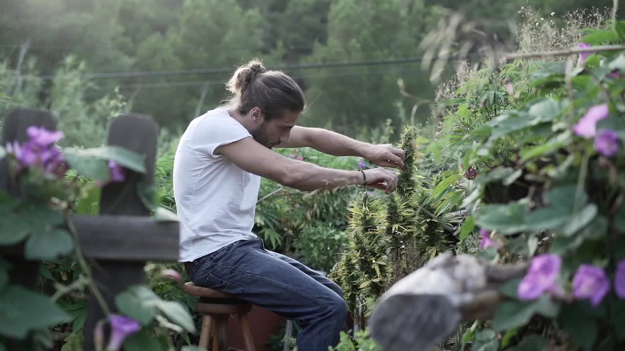 Man trimming cannabis plants in a garden
