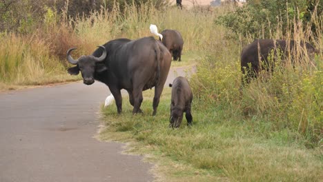 animales salvajes africanos caminan por la carretera