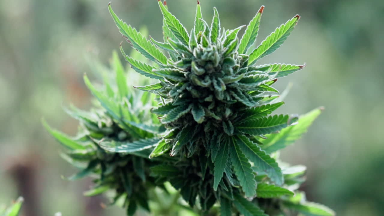 Cannabis plant close-up