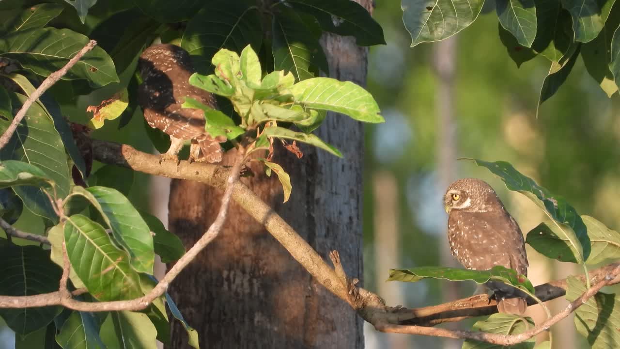 búhos en el árbol uhd mp4 4k video