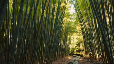 serene bamboo forest path