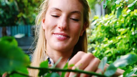 beautiful woman pruning a plant with pruning shears