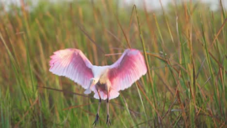 Espátula-Rosada-Volando-Y-Aterrizando-En-El-Sur-De-Florida-Everglades-Marsh-Pantano-Humedal