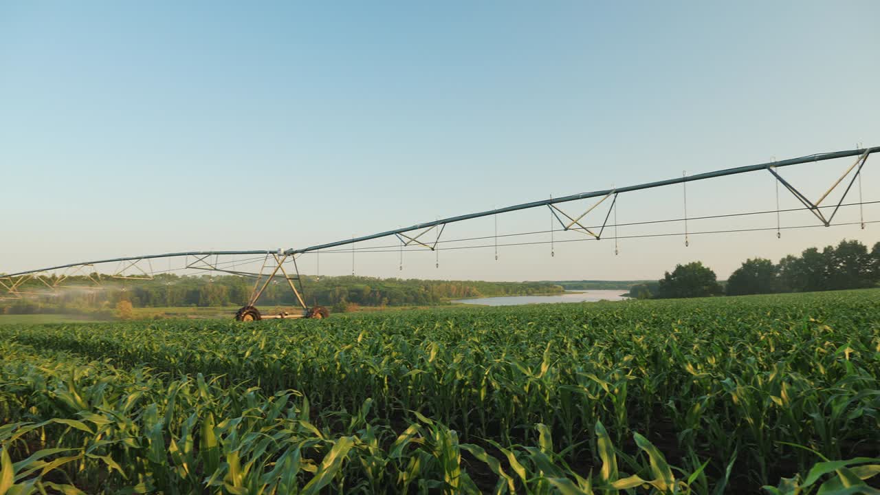 Panoramic shot of irrigated cornfield