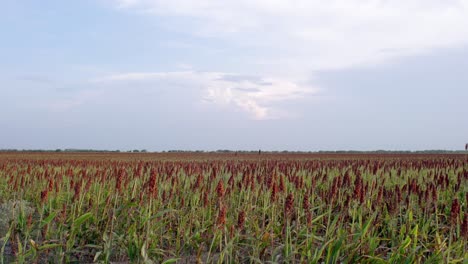 agricultura - campos de cultivo de trigo bajo el cielo azul en méxico, tiro de paisaje de mano