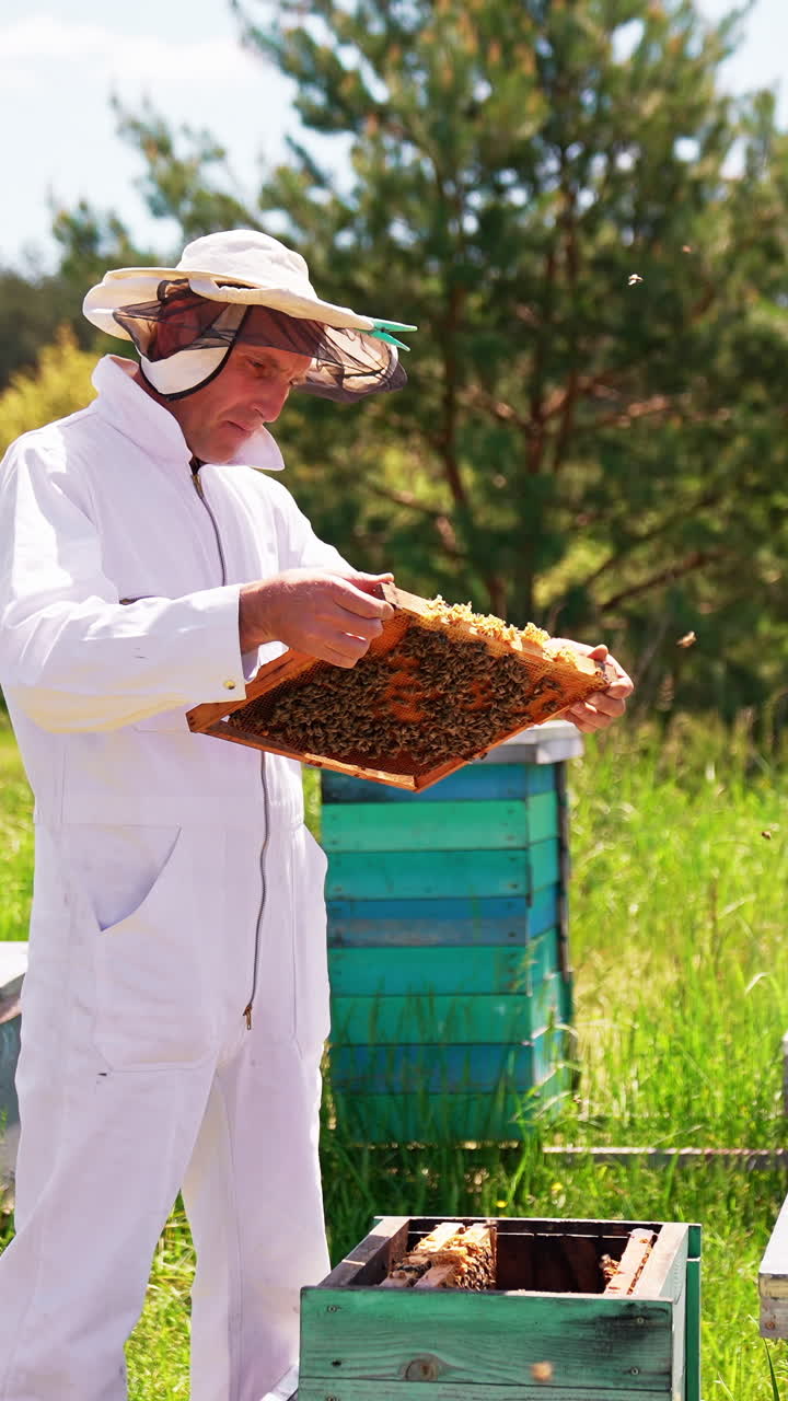 Agricultural apiary honeycombs. Beekeeping specialist working with beehives. Vertical video