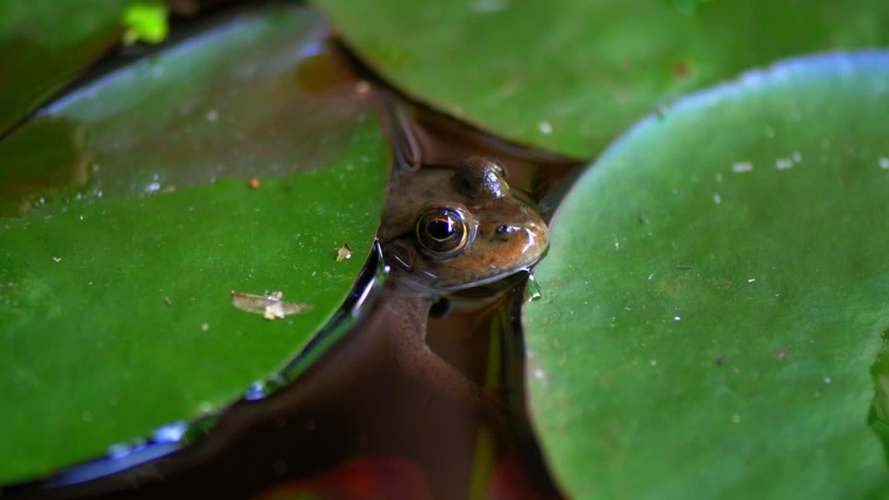 Frog pokes its head out of lily pads.