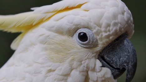 close-up of a cockatoo