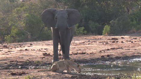 un elefante africano se enfrenta a una leona mientras bebe en un pozo de agua