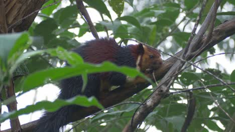 Nahaufnahme-Eines-Malaiischen-Schwarzen-Riesenhörnchens-Im-Wilden-Tropischen-Wald-Im-Süden-Indiens