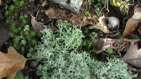 lichen and moss grow on forest floor among fallen leaves