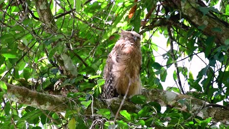 The-Buffy-Fish-Owl-is-a-big-owl-and-yet-the-smallest-among-the-four-Fish-Owls