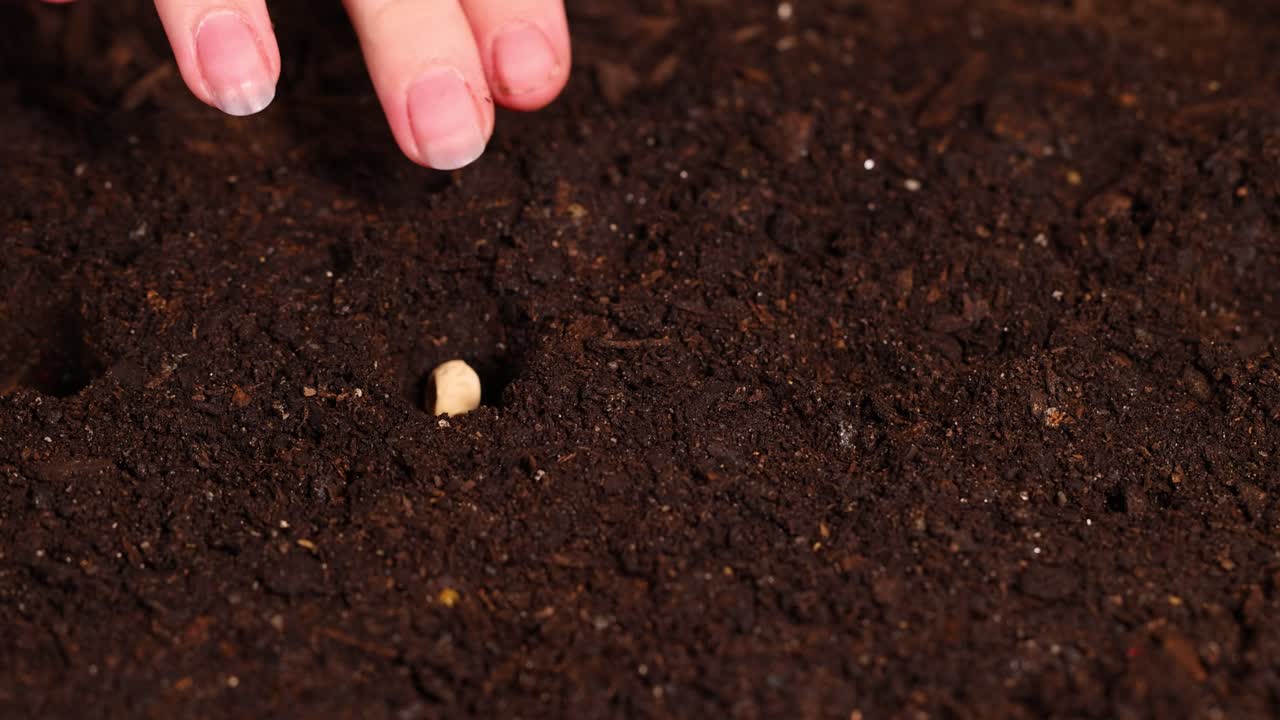 Hands gently plant seeds into dark, nutrient-rich soil, preparing for growth in a well-lit environment