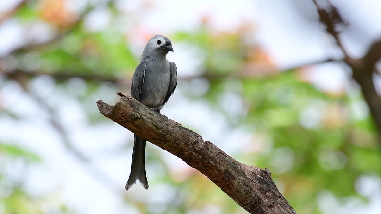 el drongo ceniciento es un migrante regular asustadizo a tailandia en el que le gusta posarse en lo alto de las ramas, que pueden estar lejos del alcance de humanos o animales, fácil de despegar y capturar insectos