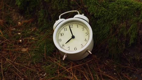 reloj de alarma en el bosque en las raíces de un árbol de coníferas cubierto de musgo con agujas de pino caídas.