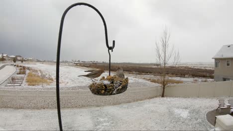 a male house finch chases a female house finch away while an american goldfinch eats suet - slow motion in the snow