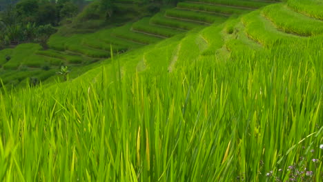 Una-Brisa-Sopla-Sobre-Una-Exuberante-Colina-Verde-En-Terrazas-En-Una-Granja-De-Arroz-2