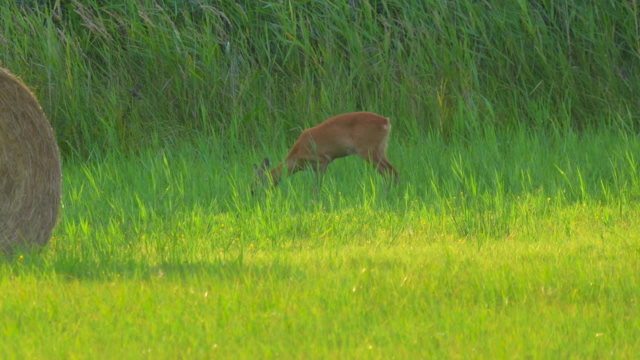 사은 해가 지는 초록 잔디에서 먹는다