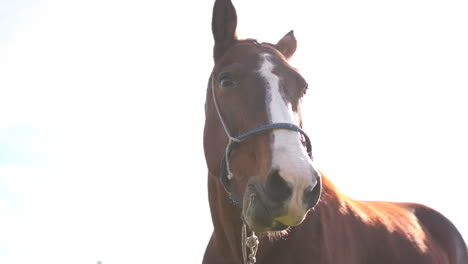 an expressive brown horse eating