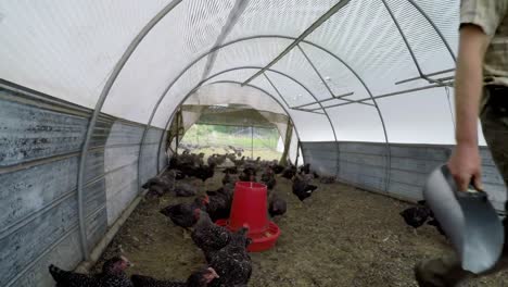 farmer feeding food to hen 4k