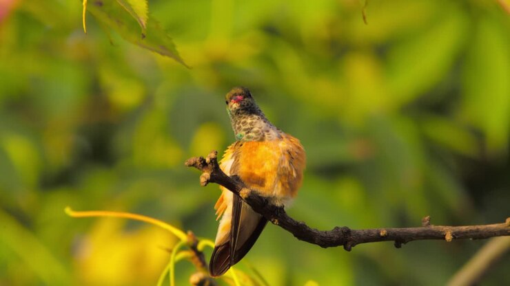 Hummingbird perched on a branch with vibrant green and yellow background
