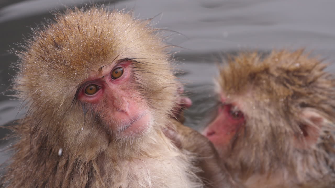 Two Japanese macaques, or snow monkeys, relax in a hot spring as one grooms the other, capturing a calm moment in the snowy mountains of Japan. Filmed at Jigokudani Monkey Park