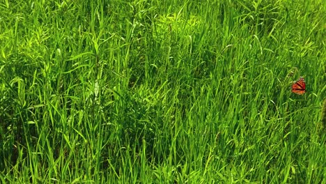 slow motion reveal of monarch butterfly floating around in the green grass