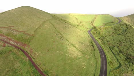 Aerial-drone-shot-of-cows-grazing-on-pasture-in-Azores-Portugal